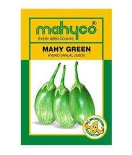 MAHY GREEN BRINJAL