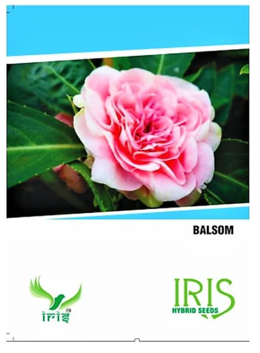 IRIS HYBRID FLOWER BALSAM SEEDS