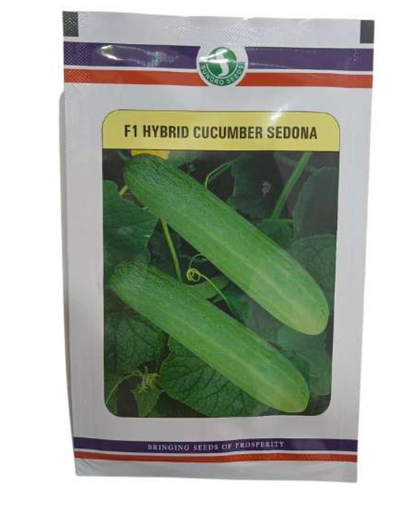 Sungro Sedona Cucumber Seeds