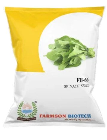 FB-66 SPINACH SEEDS