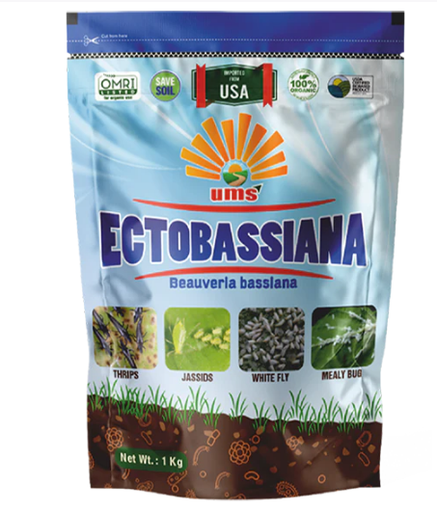 UMS ECTOBASSIANA