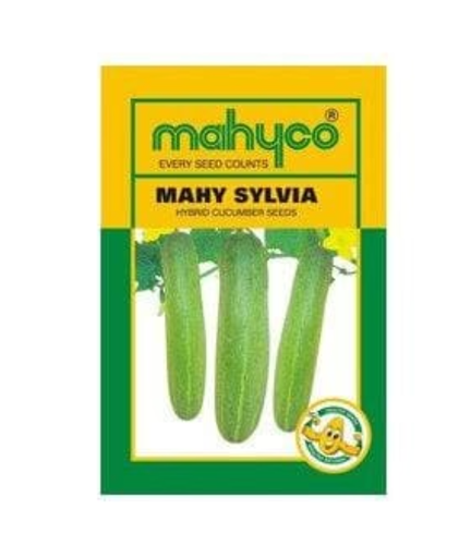 माही सिल्विया ककड़ी