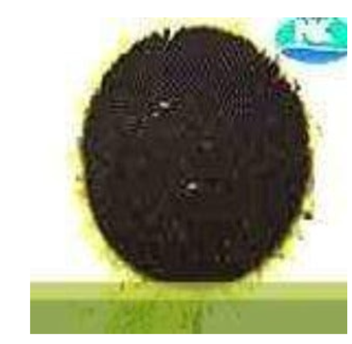 సన్‌బ్రెడ్ 207 పొద్దుతిరుగుడు