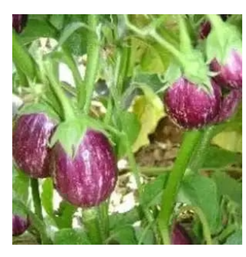 एनएस 538 (158) बैंगन