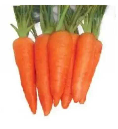 Ns 854 F1 Carrot Seeds