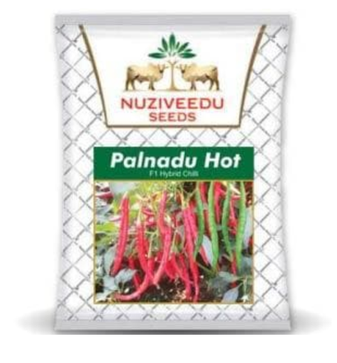 PALNADU HOT CHILLI