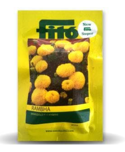 RAMBHA MARIGOLD