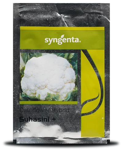 SUHASINI PLUS CAULIFLOWER