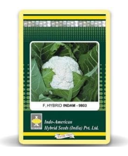 INDAM 9803 CAULIFLOWER
