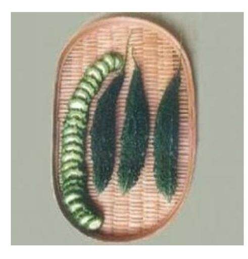 एनएस 454 करेला (एन एस 454 करेला)