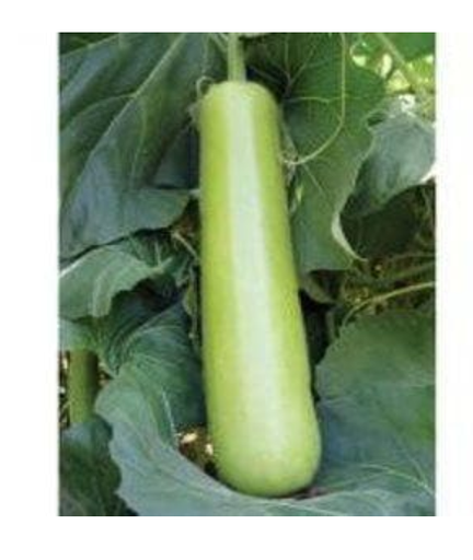 NS 439 BOTTLE GOURD ( एन एस 439 लौकी )
