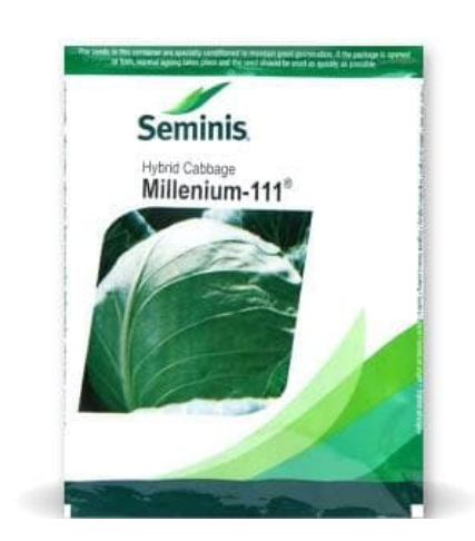 MILLENIUM III CABBAGE