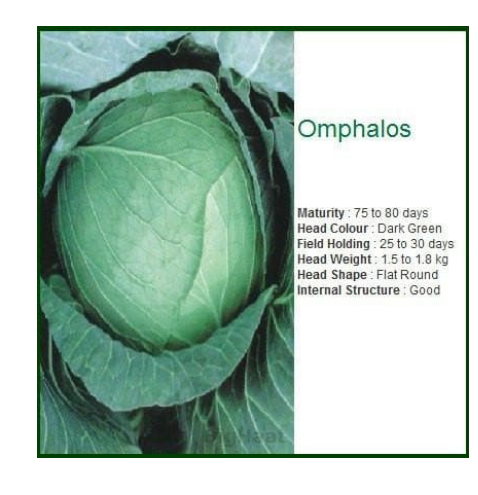 OMPHALOS CABBAGE SEEDS