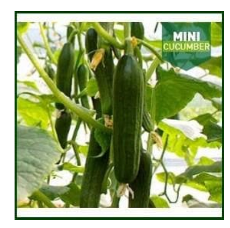 MINI WONDER CUCUMBER