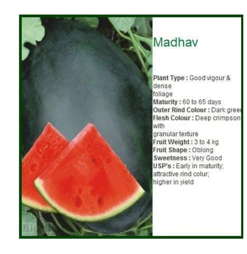 MADHAV WATERMELON