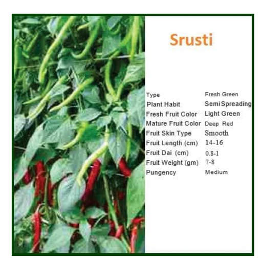 SRUSTI CHILLI