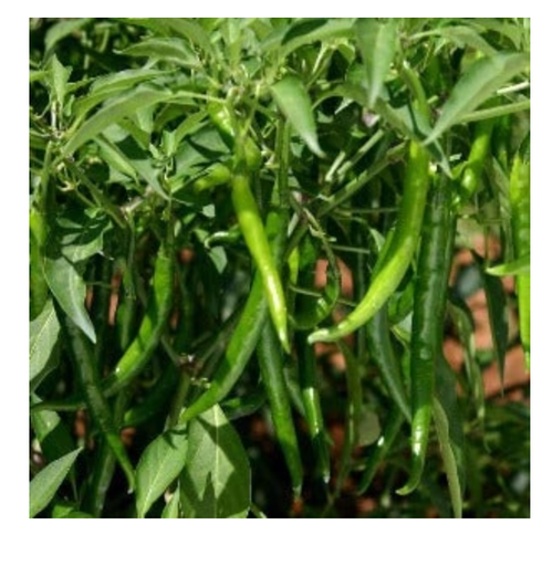 अनन्या मिर्च (अनन्या मिर्च)