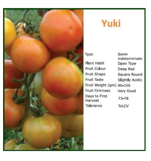 YUKI TOMATO