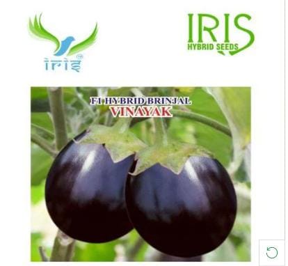 Vinayak F1 Hybrid Brinjal Seeds