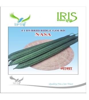 IRIS HYBRID RIDGE GOURD NASA SEEDS