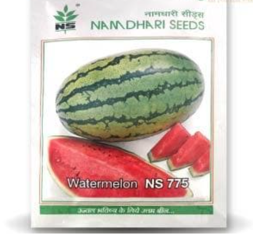 एनएस 775 तरबूज के बीज