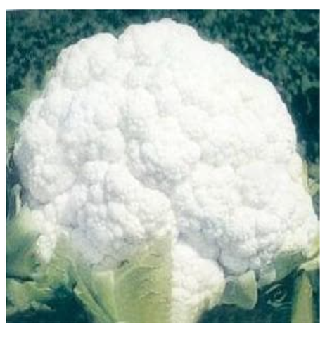 एनएस 95 फूलगोभी