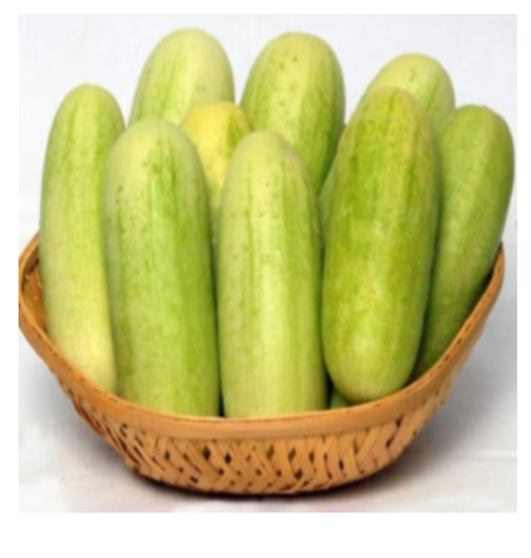NS 425 CUCUMBER