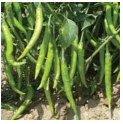 US 612 CHILLI