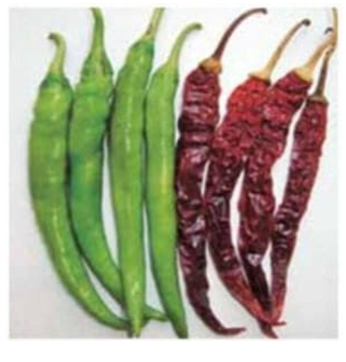 US 918 CHILLI SEEDS