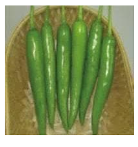 टोकिता टीएसआई 006 एफ1