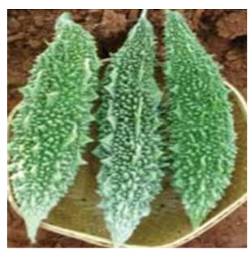 US 316 BITTER GOURD ( यू एस 316 करेला )