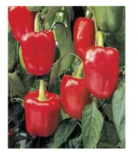 NS 280 CAPSICUM (RED)