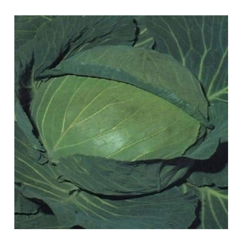 BHIMA CABBAGE