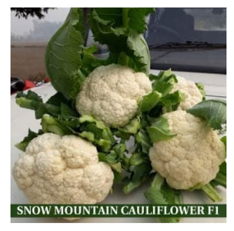 SNOW MOUNTAIN CAULIFLOWER F1
