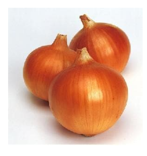 SUPEREX ONION F1