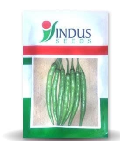 ఇండస్ V 13 మిరప