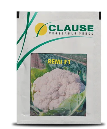 REMI CAULIFLOWER SEEDS