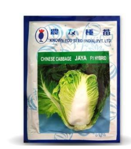 JAYA CHINESE CABBAGE