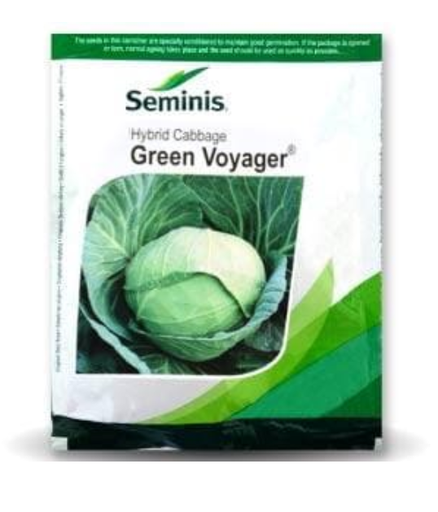 Green Voyager Cabbage Seeds – High Yield, Bluish Green Heads