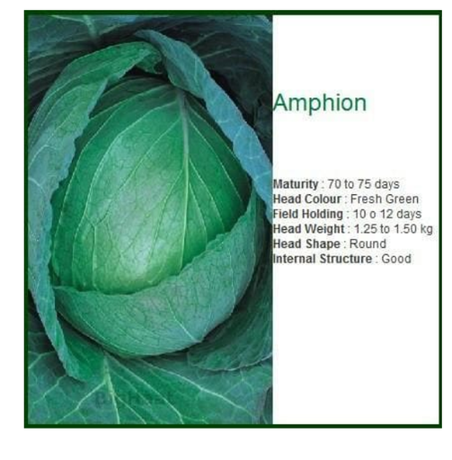AMPHION CABBAGE SEEDS