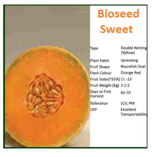 SWEET MUSKMELON