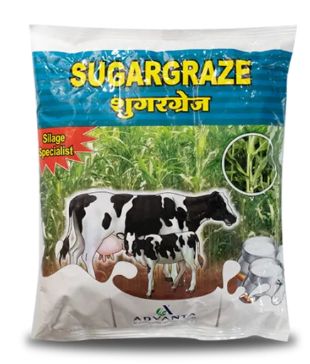 सुगरगग्रेज चारा