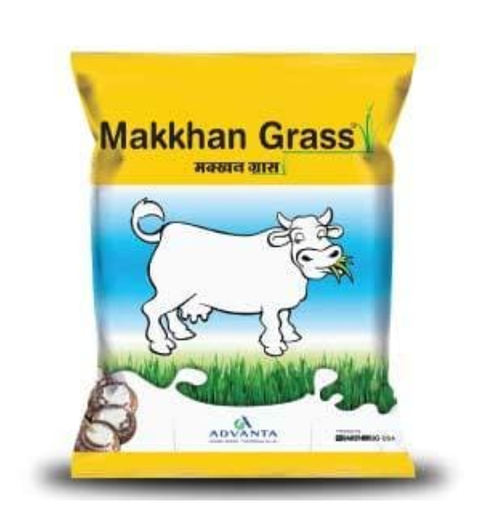 MAKKHAN GRASS - FORAGE ( मक्खन ग्रास फ़ोरेज)