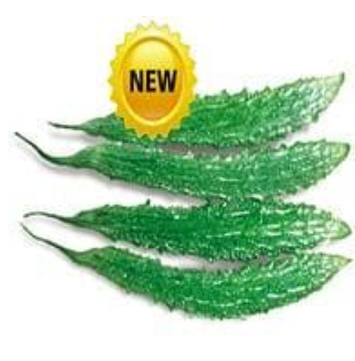 KEWAL BITTER GOURD ( केवल करेला )